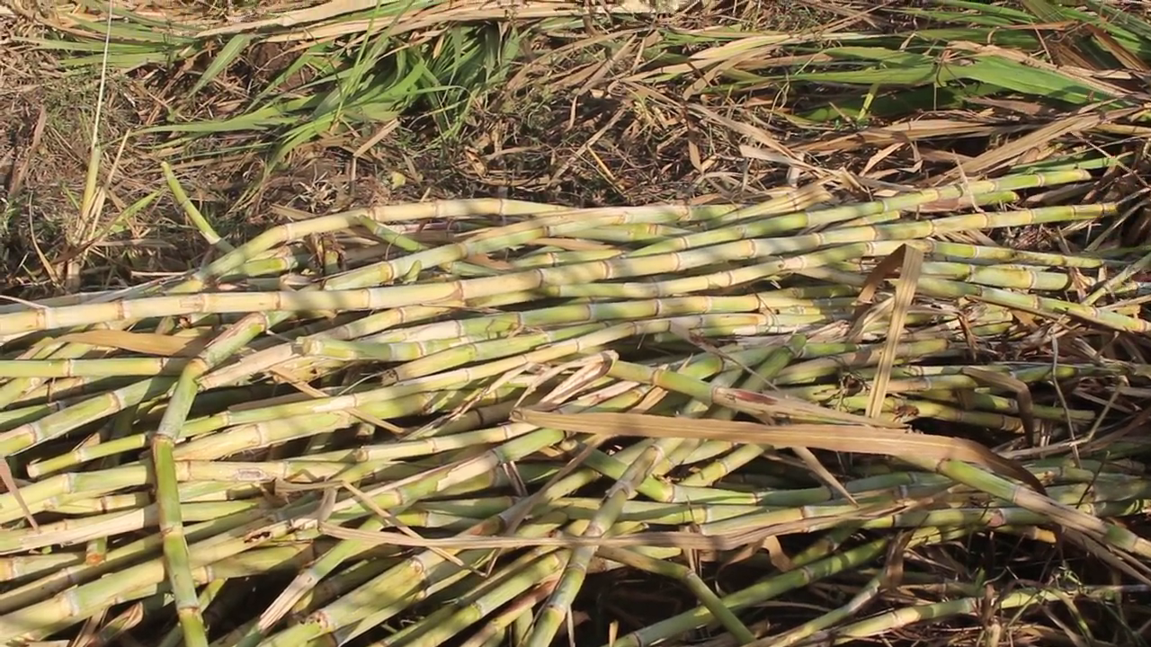 القصب قبل العصر.jpg