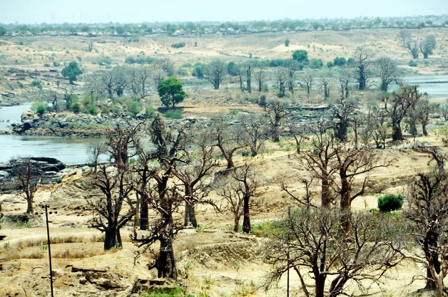 اشجار المهوقني على ضفاف النيل الازرق عند دخوله السودان (حسن حامد).jpg