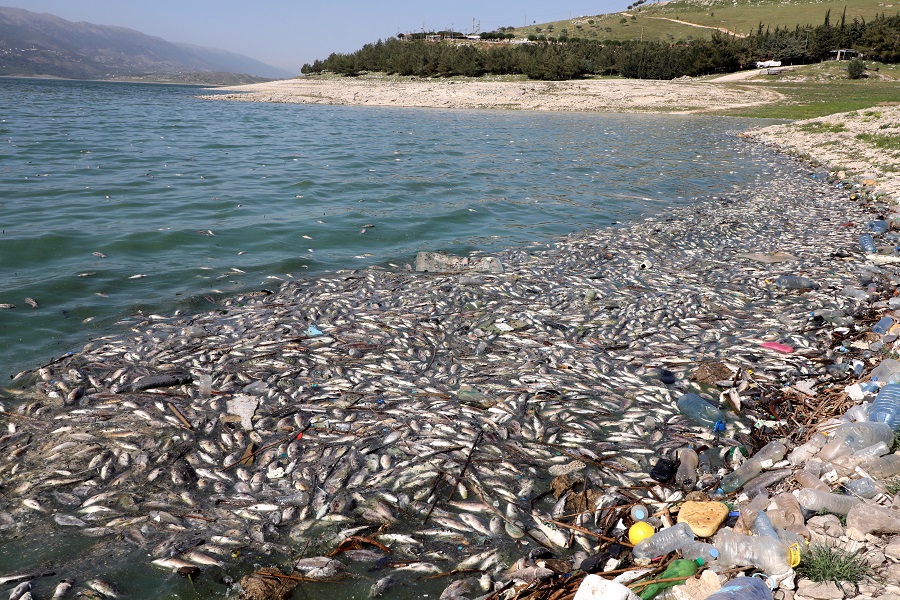 أطنان من الأسماك النافقة بسبب تلوث بحيرة القرعون في البقاع (رويترز) بولس.jpg