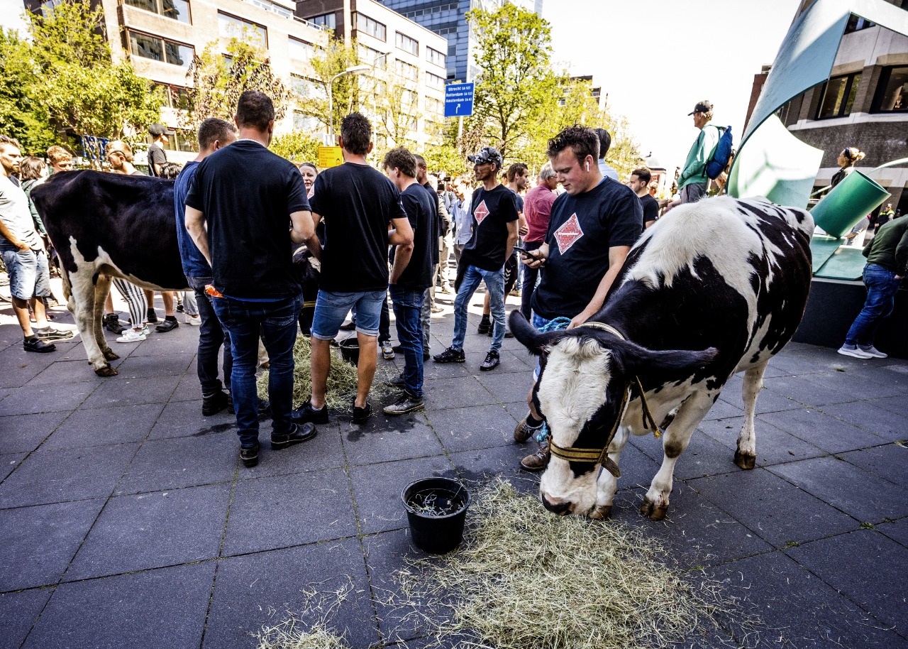 cow holland afp.jpg