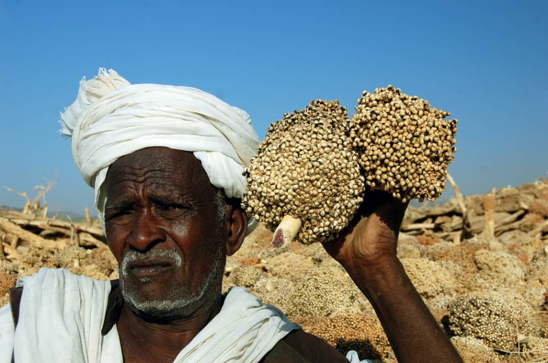 لدى السودان بدائل كثيرة  يمكن أن يعمل عليها مثل انتاج الذرة والمنتجات الأخرى التي يعوض بها ويمكن أن تحدث فرقاً (اندبندنت عربية - حسن حامد)لدى 