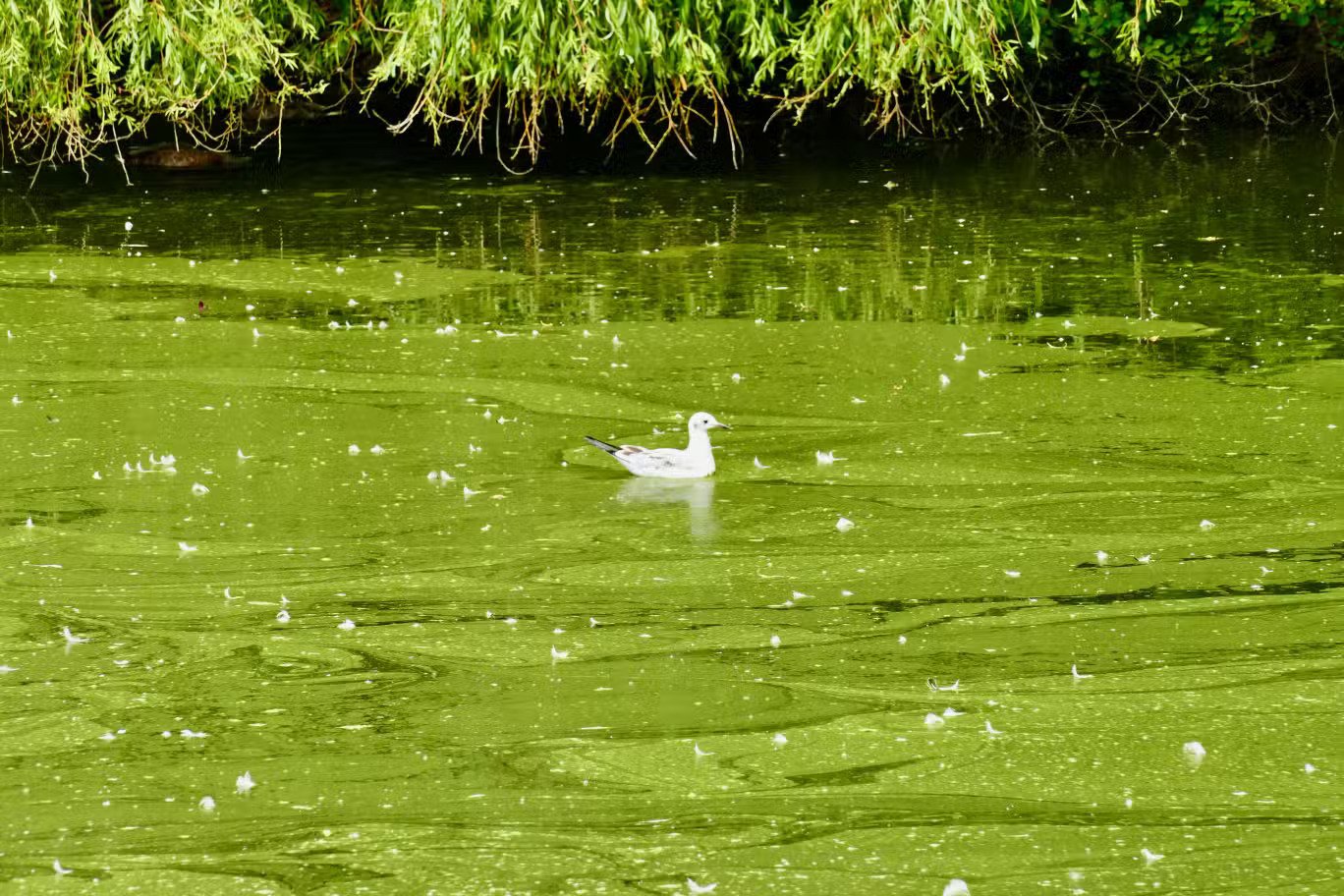 اصطبغت بحيرة في ريدينغ، بيركشاير، باللون الأخضر مع انتشار الطحالب 