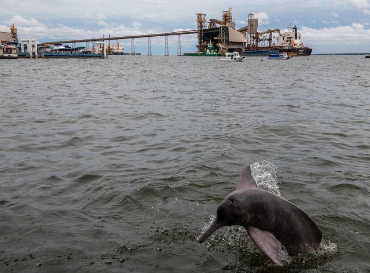 Amazon river dolphins hunt for scraps from a fish market at Cargill port in the Amazon_wwf.jpg