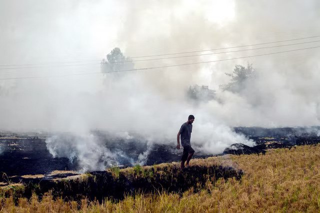 أحد المزارعين مغادراً بعد حرق مخلفات القش بحقل أرز في جالاندهار (أ ف ب/غيتي)