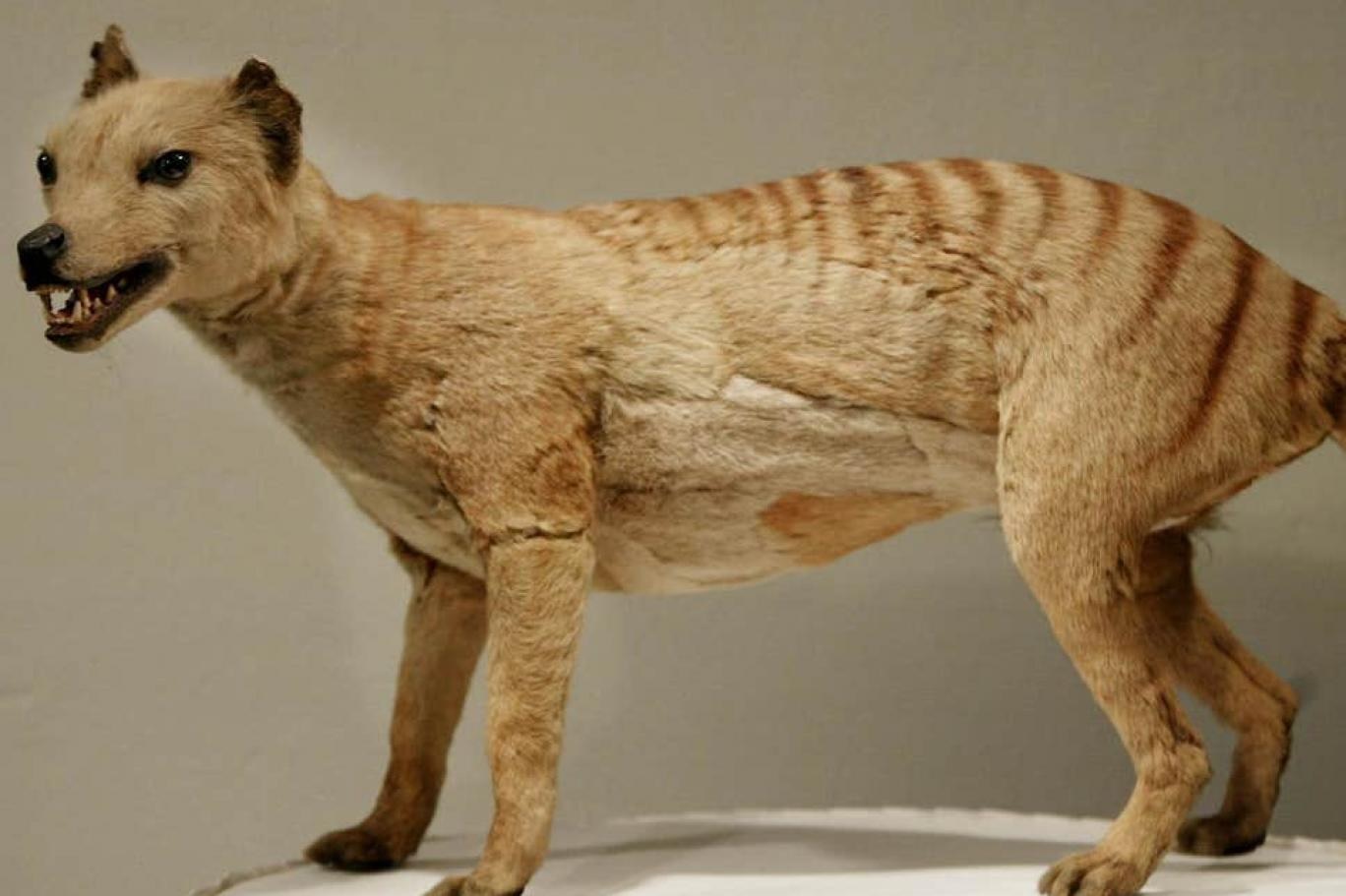 نمر تسماني محنط في المتحف الوطني الأسترالي والذي يعتقد أن سلالته انقرضت في 1936 (غيتي) 