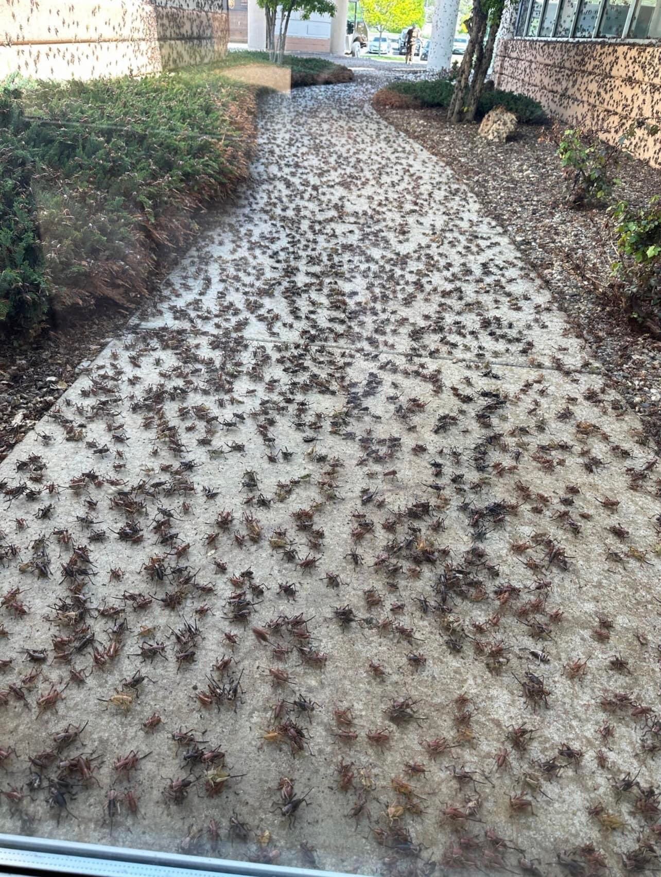 Mormon crickets twitter jpeg.jpg