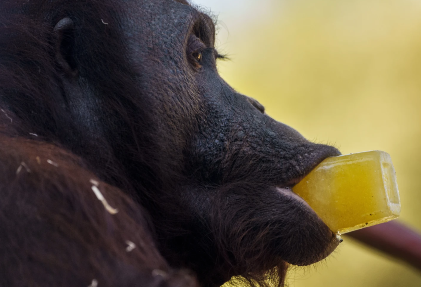 قرد من نوع أورانج أوتان يتناول قطعة مثلجة قدمت له في حديقة حيوانات مدريد باسبانيا بتاريخ 13 يوليو 2023