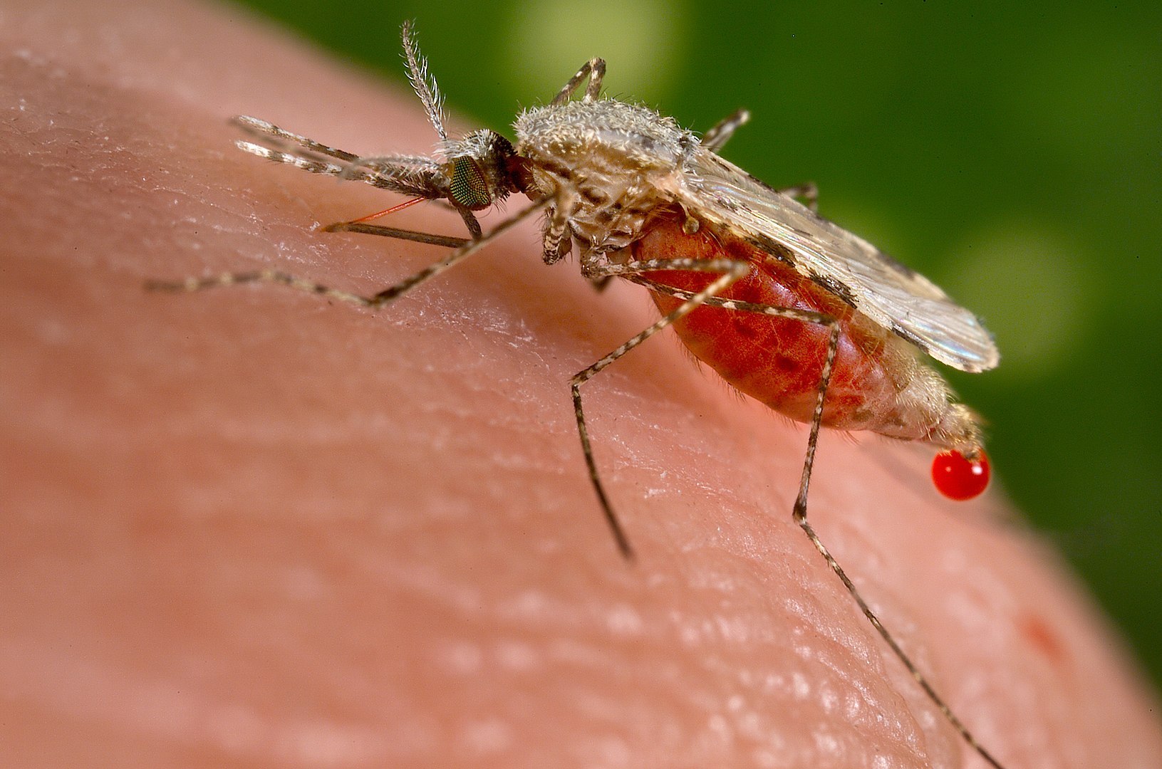 ينقل البعوض وباء الملاريا القاتل 