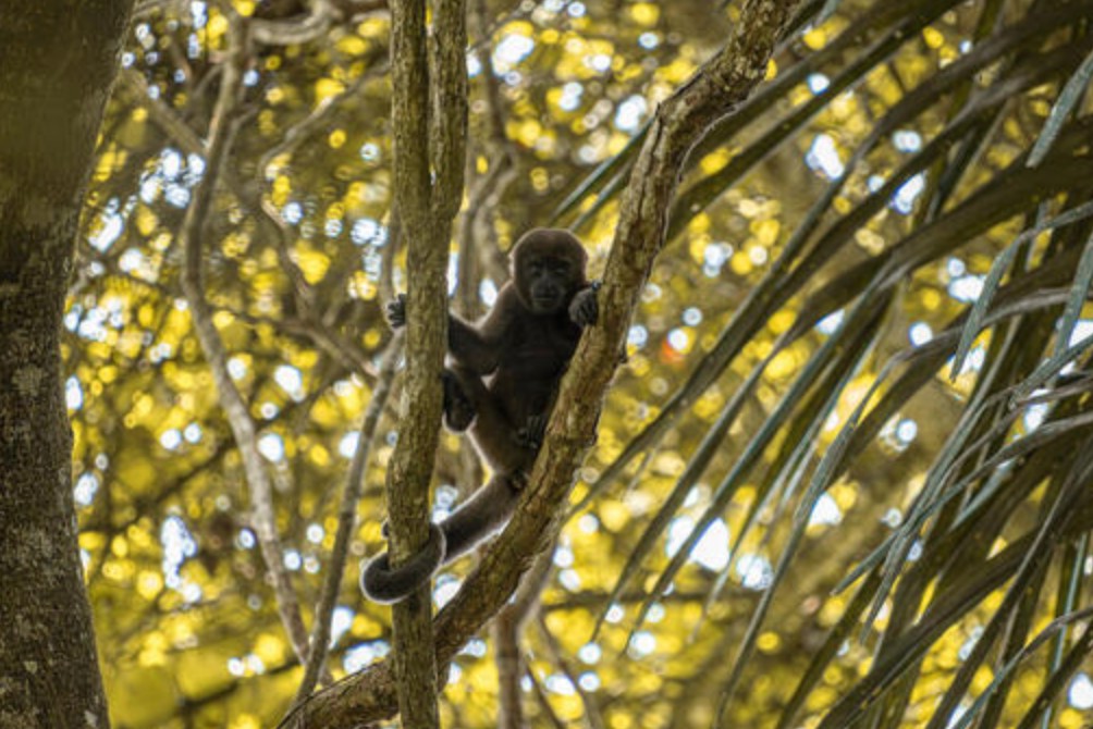 Monkey-The Colombian Amazon_WWF.jpg