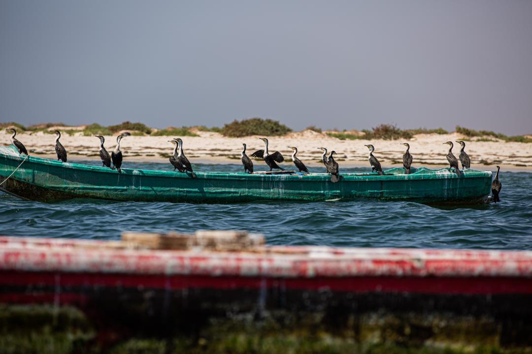 قبائل الإيمراكن في موريتانيا... حكاية حب مع المحيط والدلافين قبائل الإيمراكن في موريتانيا... حكاية حب مع المحيط والدلافين