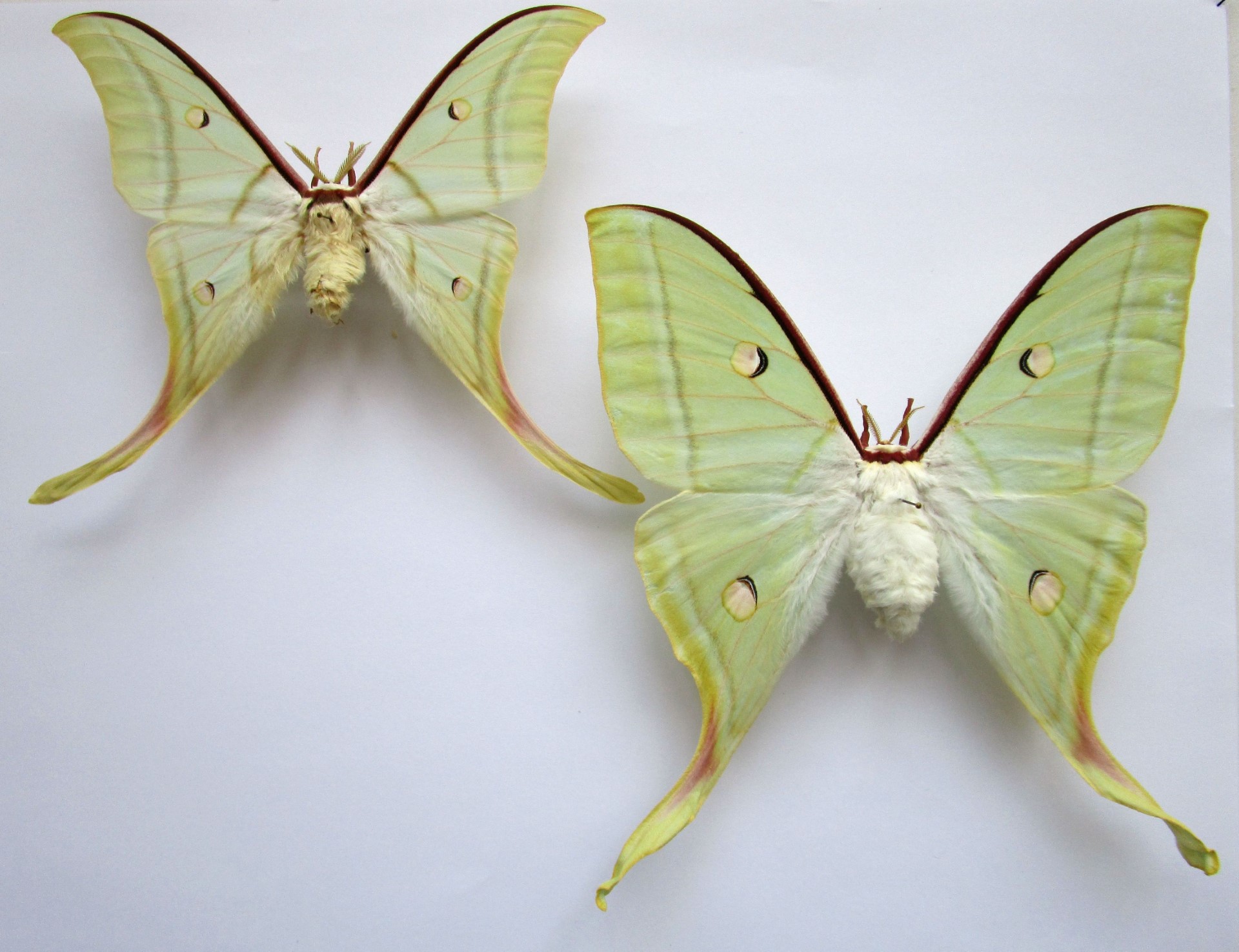 thumbnail_Deux papillons Male et femelle.jpg