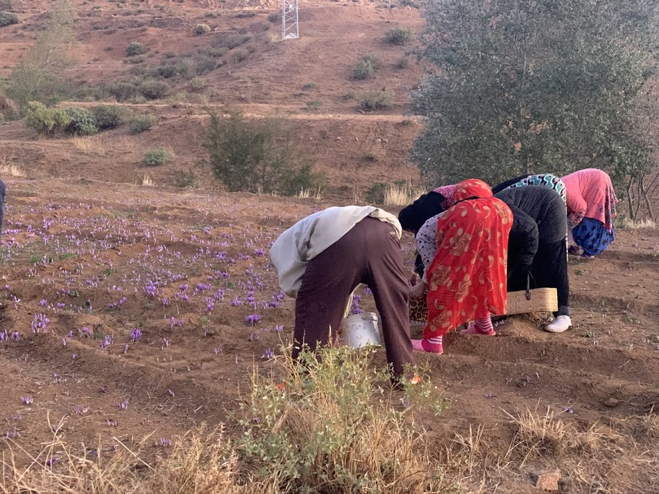 يتركز إنتاج الزعفران المغربي بنسبة 90 في المئة في بلدتَي تالوين و تازناخت (اندبندنت عربية)