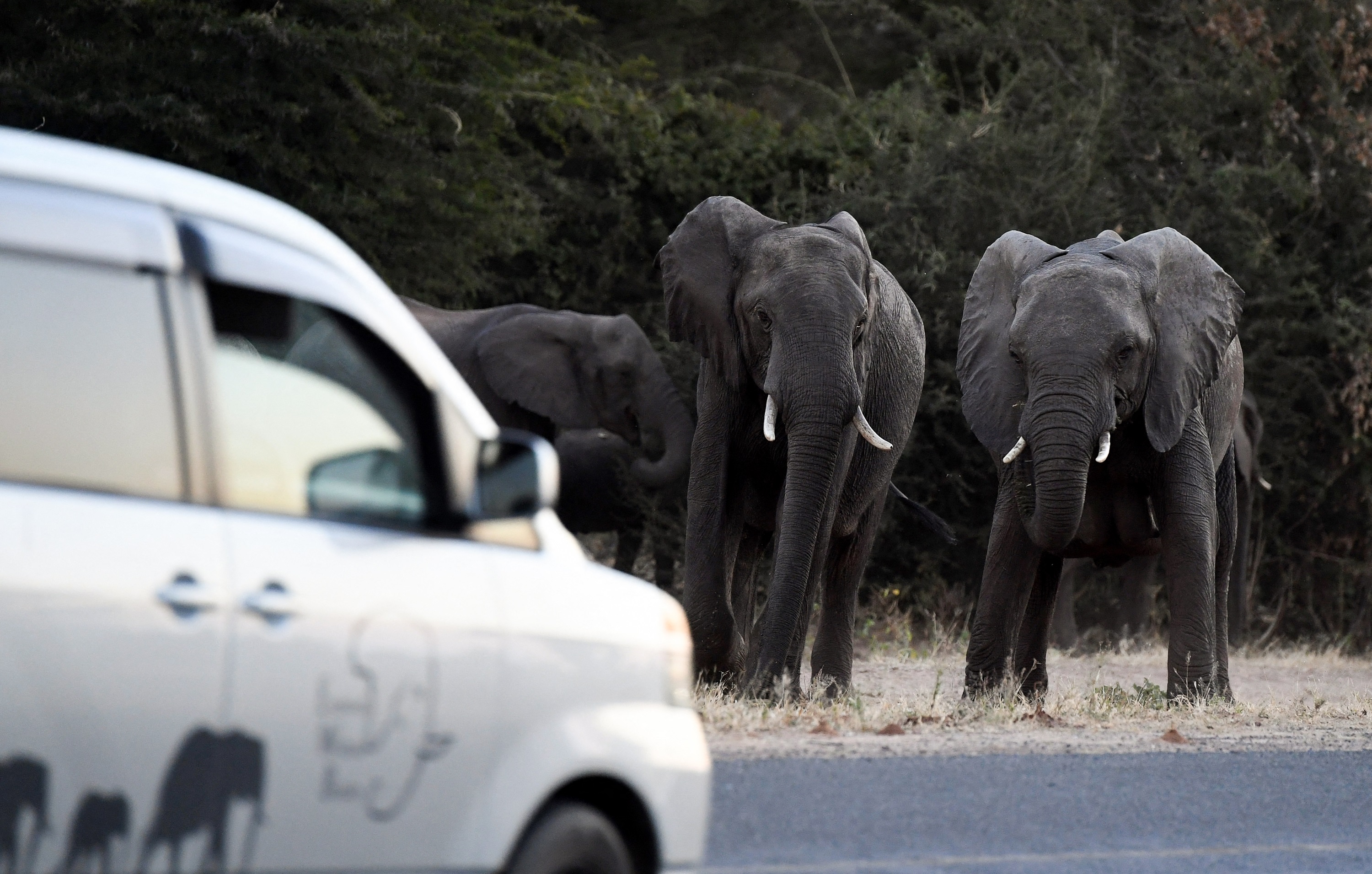 AFP__20190620__1H40QO__v1__HighRes__BotswanaWildlifeElephant.jpg