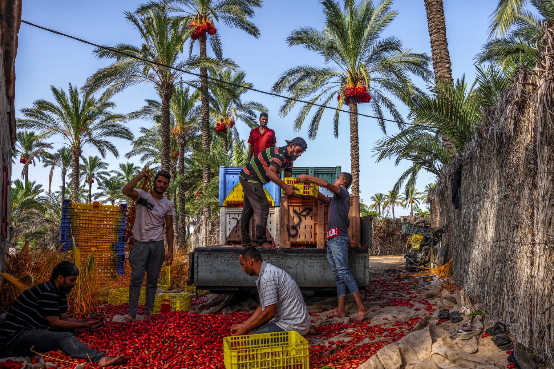 AFP__20230925__33WF6VL__v1__Preview__PalestinianGazaEconomyAgriculture.jpg