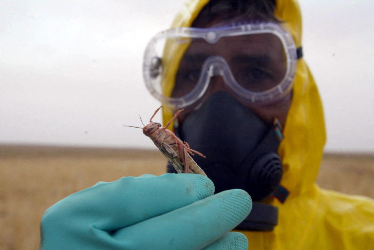 عدو النباتات والشعوب... هلع في الجزائر من غزو الجراد