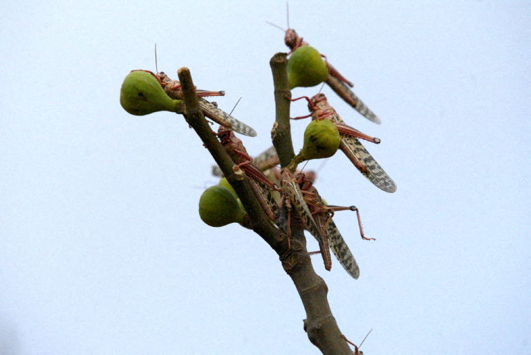 عدو النباتات والشعوب... هلع في الجزائر من غزو الجراد