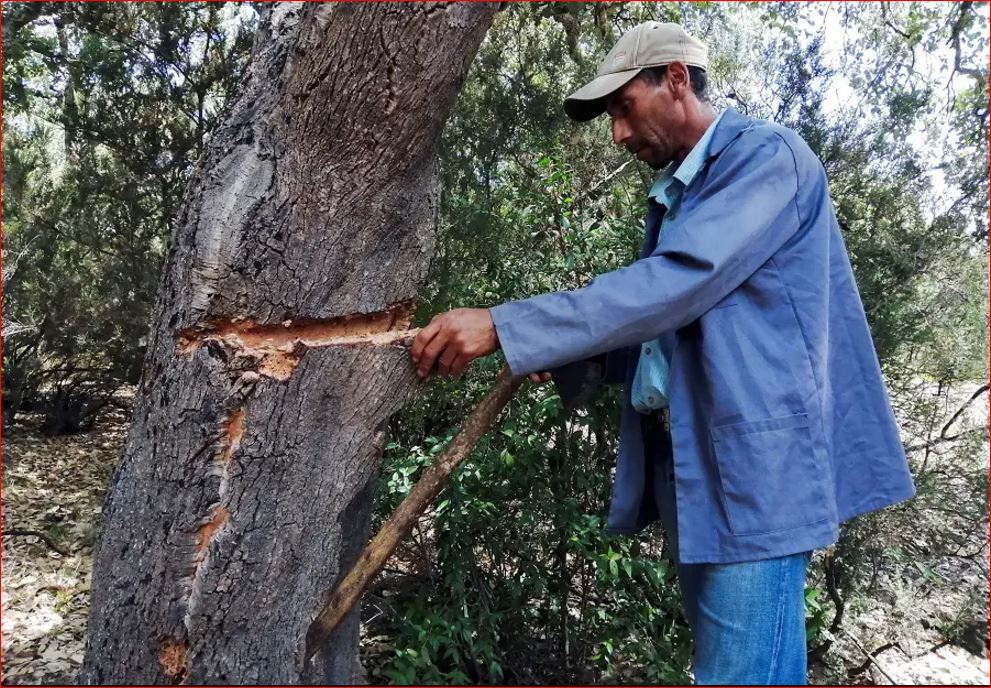 9 ملايين شجرة... عدة تونس لمواجهة التغير المناخي