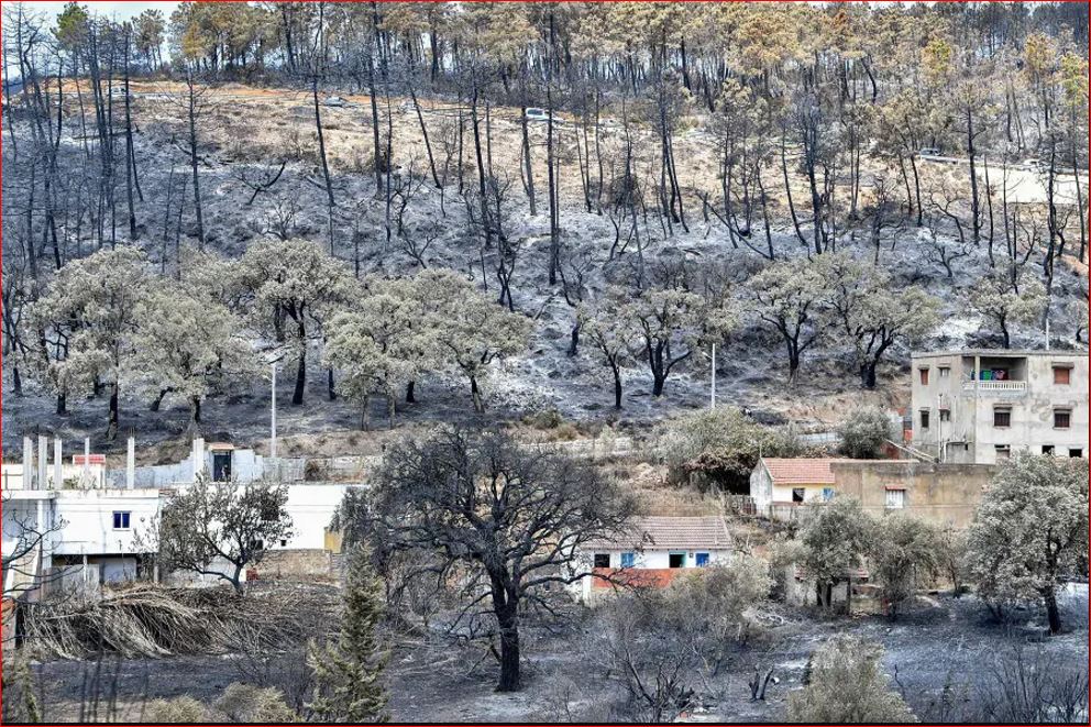 9 ملايين شجرة... عدة تونس لمواجهة التغير المناخي