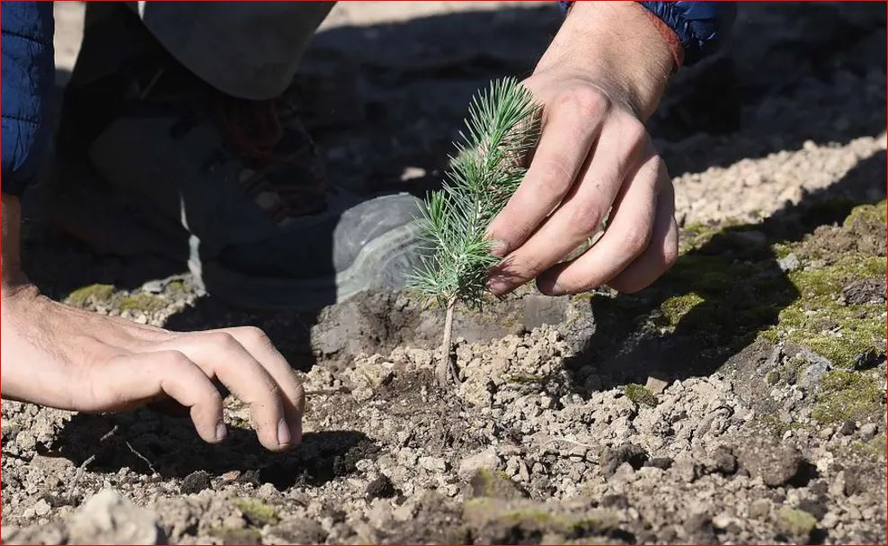9 ملايين شجرة... عدة تونس لمواجهة التغير المناخي