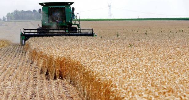 قمح الجزائر 1.jpg