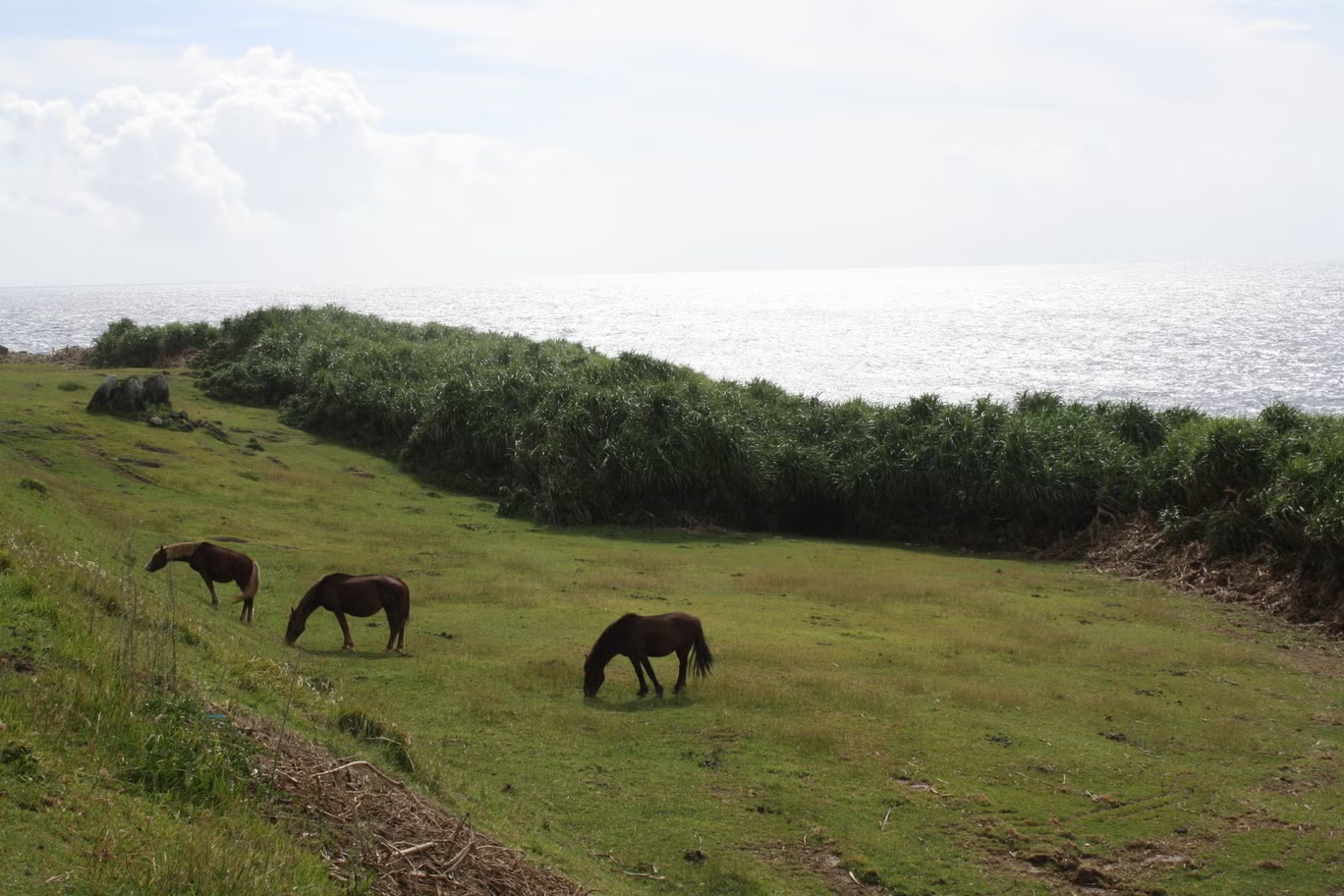 تشتهر يوناغوني في جميع أنحاء اليابان كوجهة لقضاء العطلات وبسبب سلالتها الفريدة من الخيول البرية (آدم ويذنول/اندبندنت)