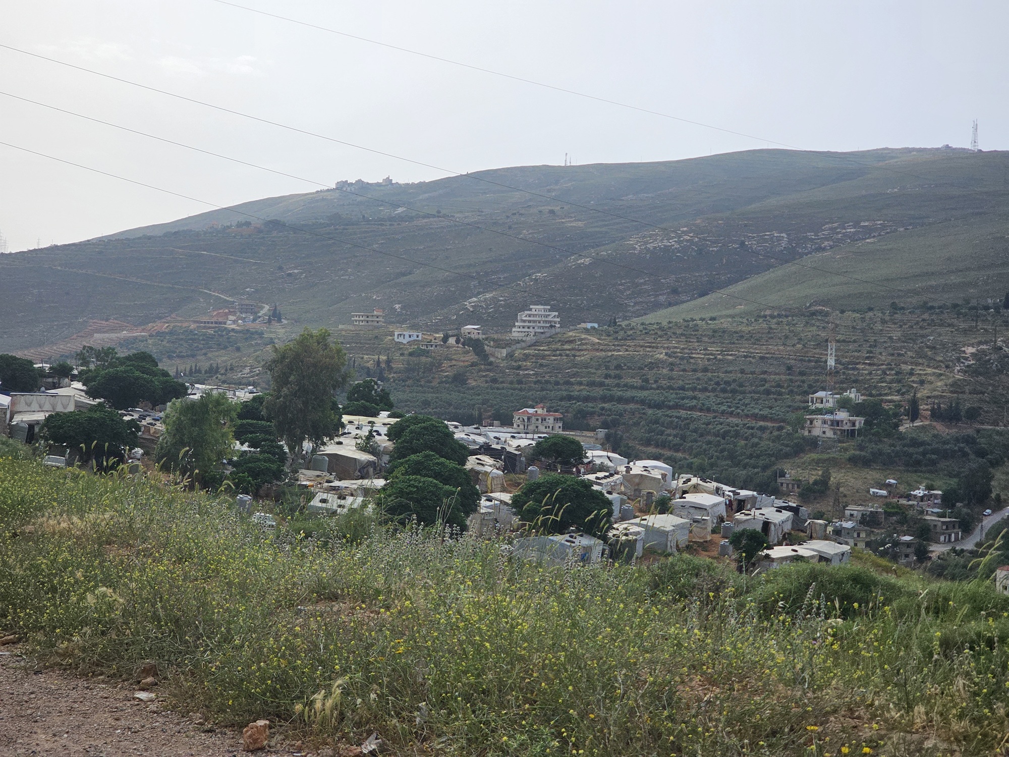 يعيش "النور" ضمن تجمعات متفاوتة الأحجام في شمال لبنان (اندبندنت عربية)