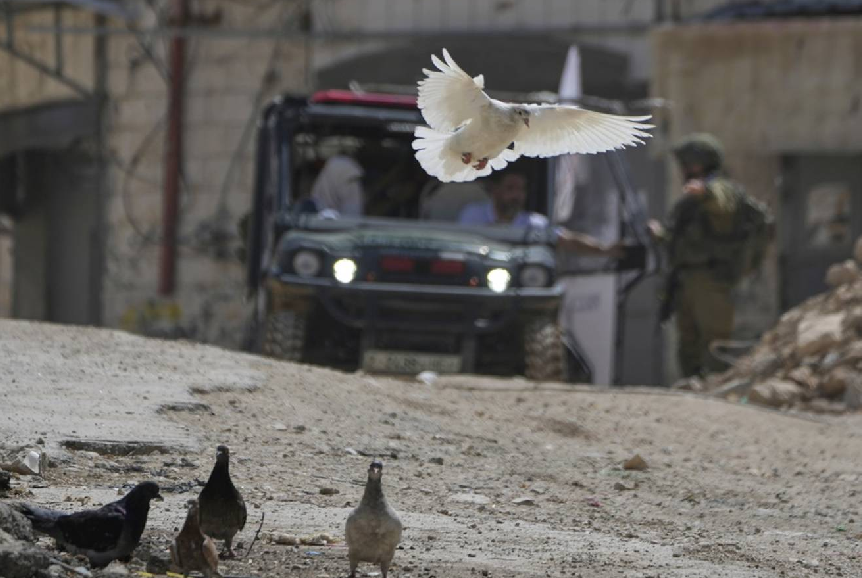 الضفة ملف.png