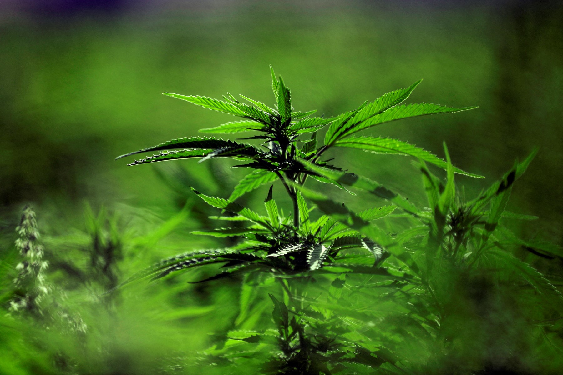 على رغم القيود استمرت زراعة القنب الهندي بالصمود والتطور في لبنان (ا ف ب)