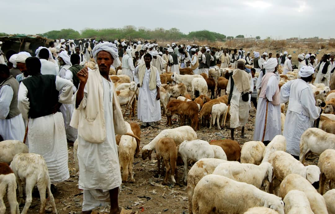 عيد السودان... طعم الأضاحي مستحيل في الحرب
