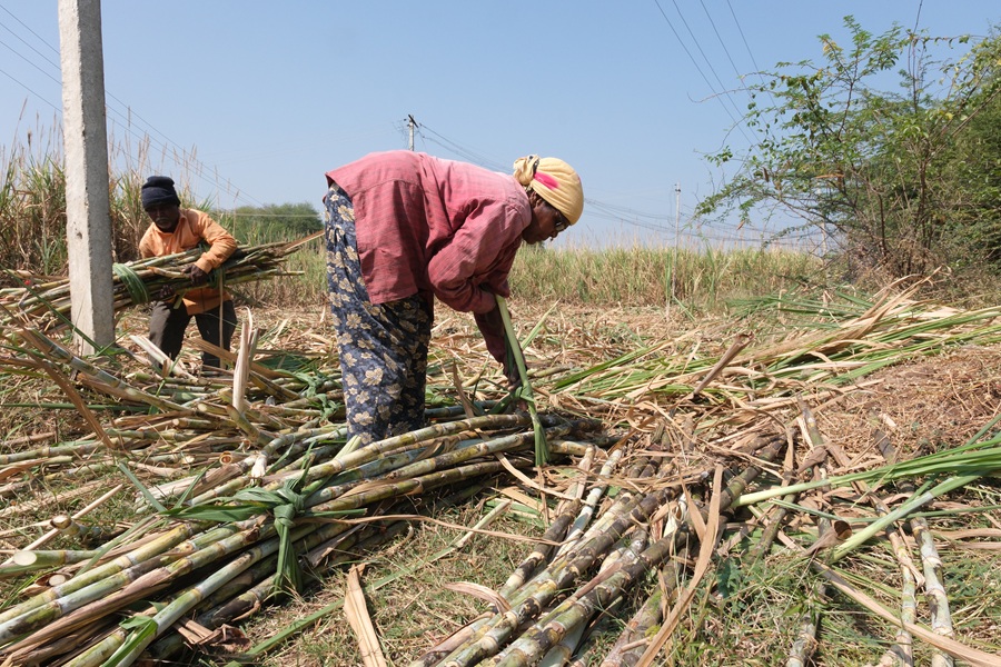العاملات في الحقول.JPG