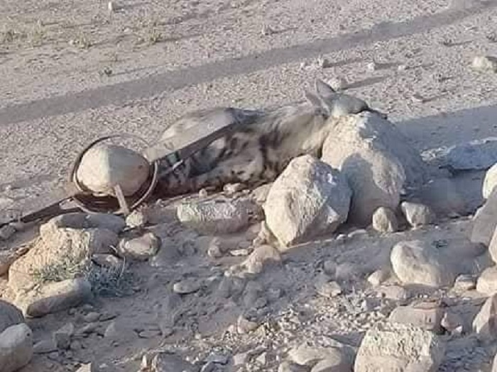 الحياة البرية في الجزائر تحتضر تحت سكين الصيد الجائر