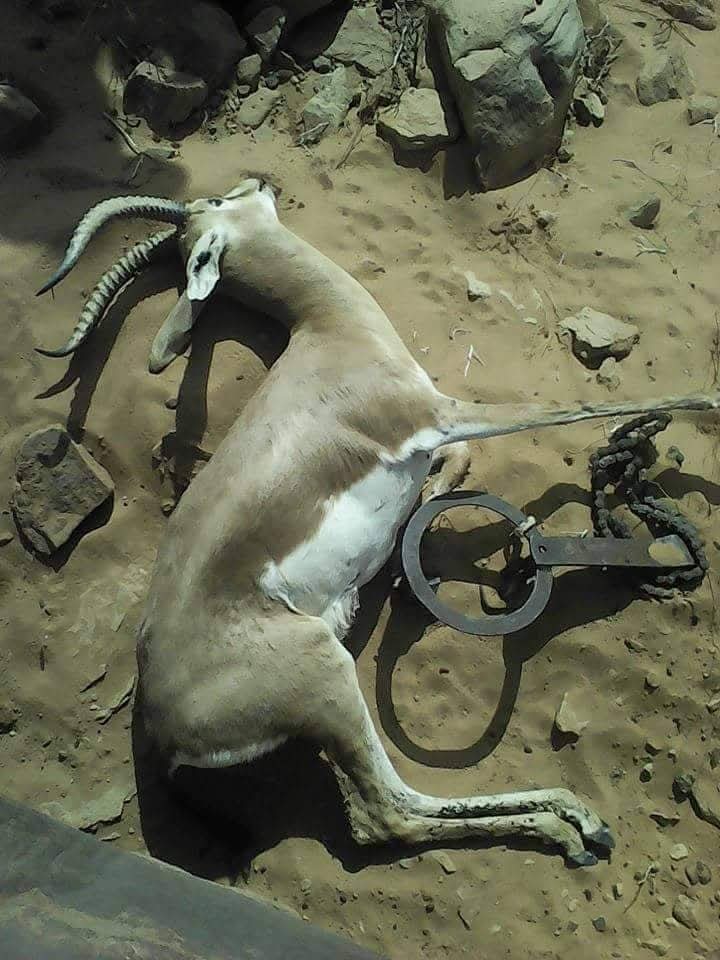 الحياة البرية في الجزائر تحتضر تحت سكين الصيد الجائر