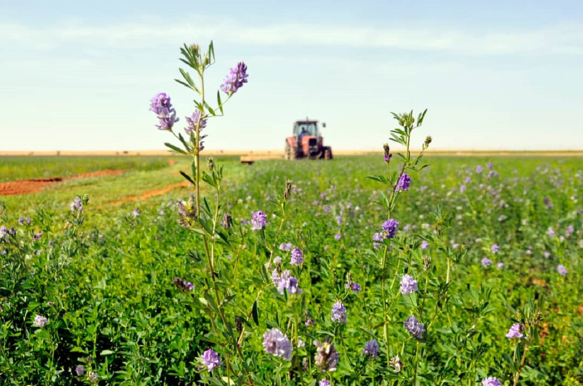 ديون السودان تطوق الزراعة والمجتمعات الريفية