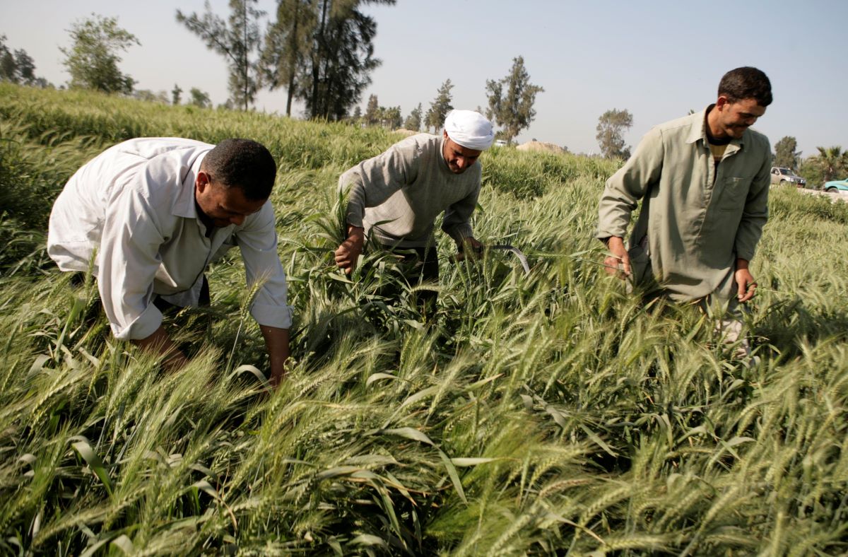 كيف أصبحت مهنة الزراعة سبة قاسية في مصر؟