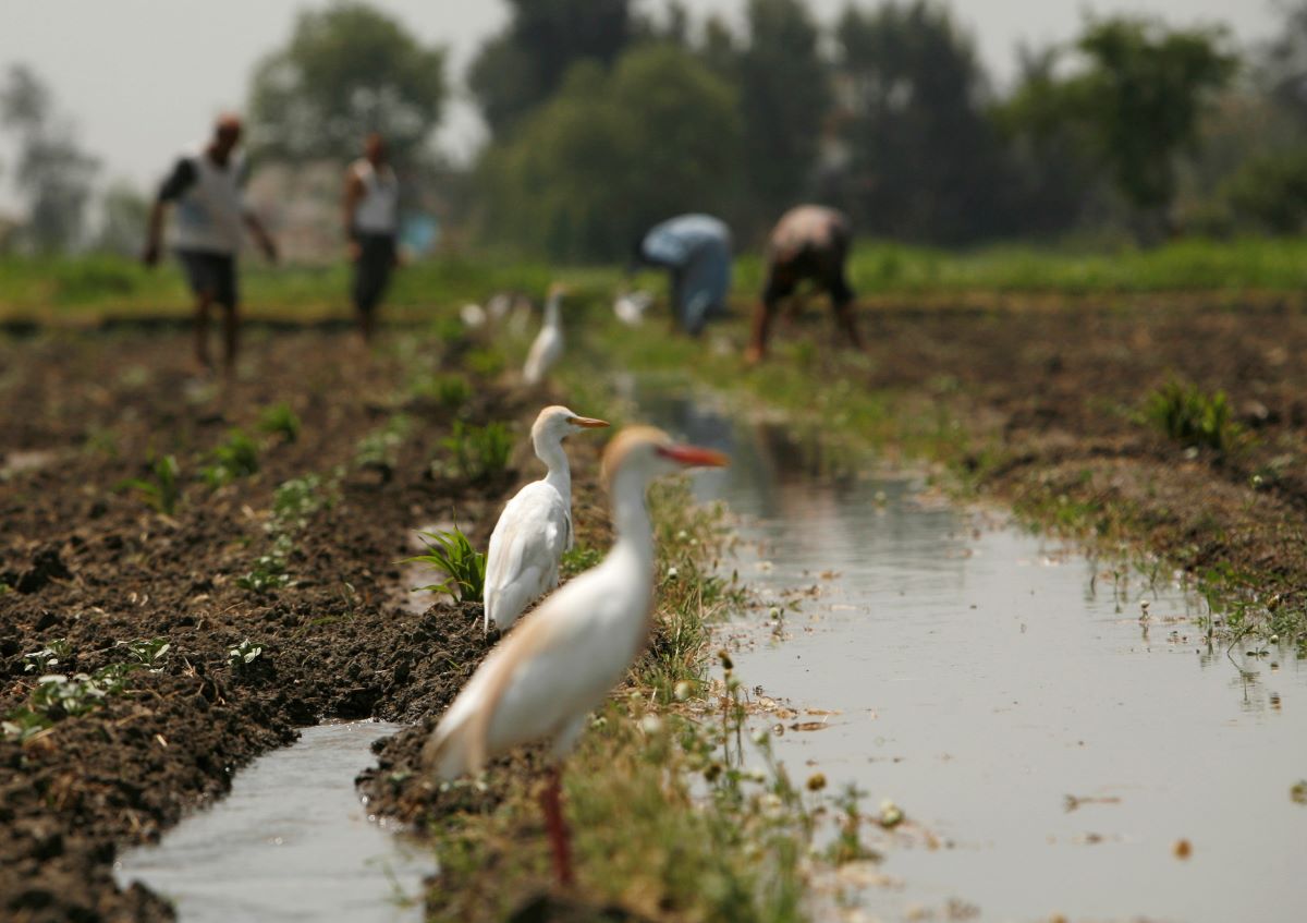 كيف أصبحت مهنة الزراعة سبة قاسية في مصر؟