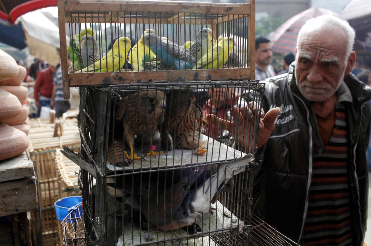 الحيوانات المفترسة والنادرة في مصر... تجارة لها أنياب