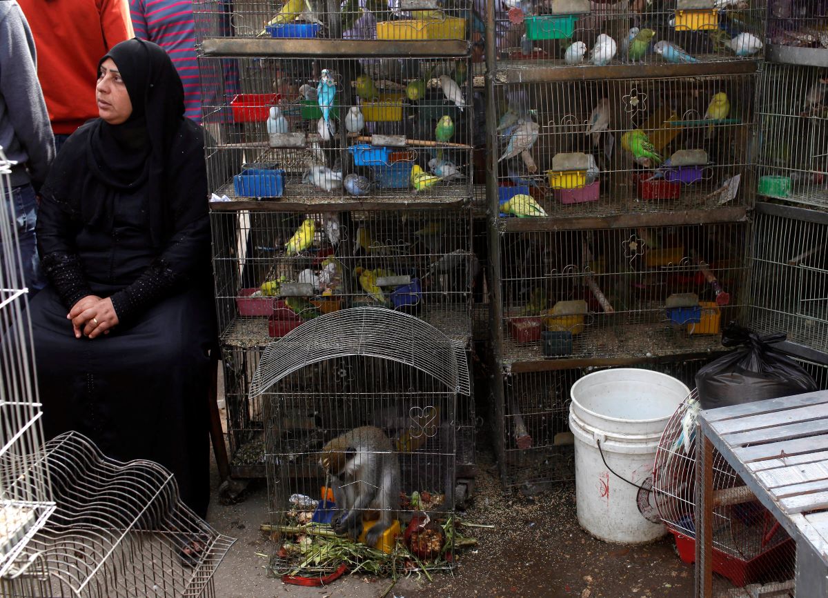 الحيوانات المفترسة والنادرة في مصر... تجارة لها أنياب