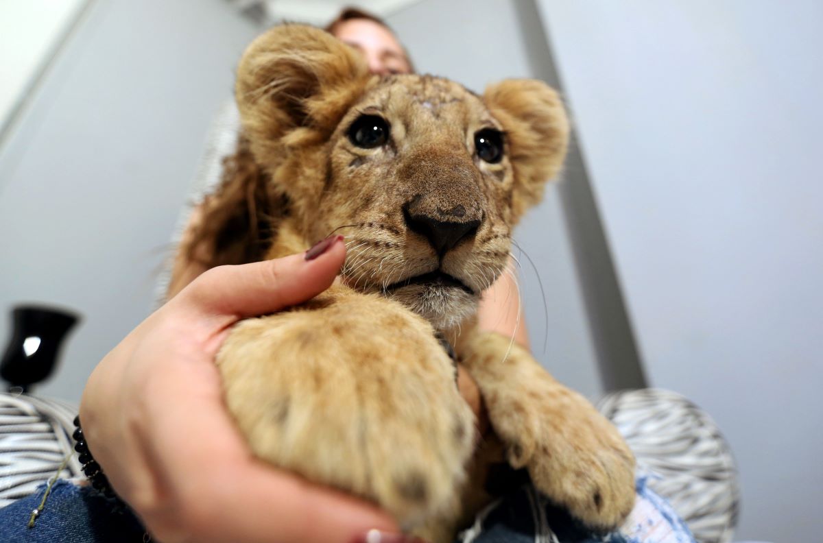 الحيوانات المفترسة والنادرة في مصر... تجارة لها أنياب