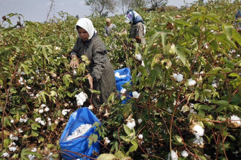 أغاني الريف في مصر... حالها من حاله
