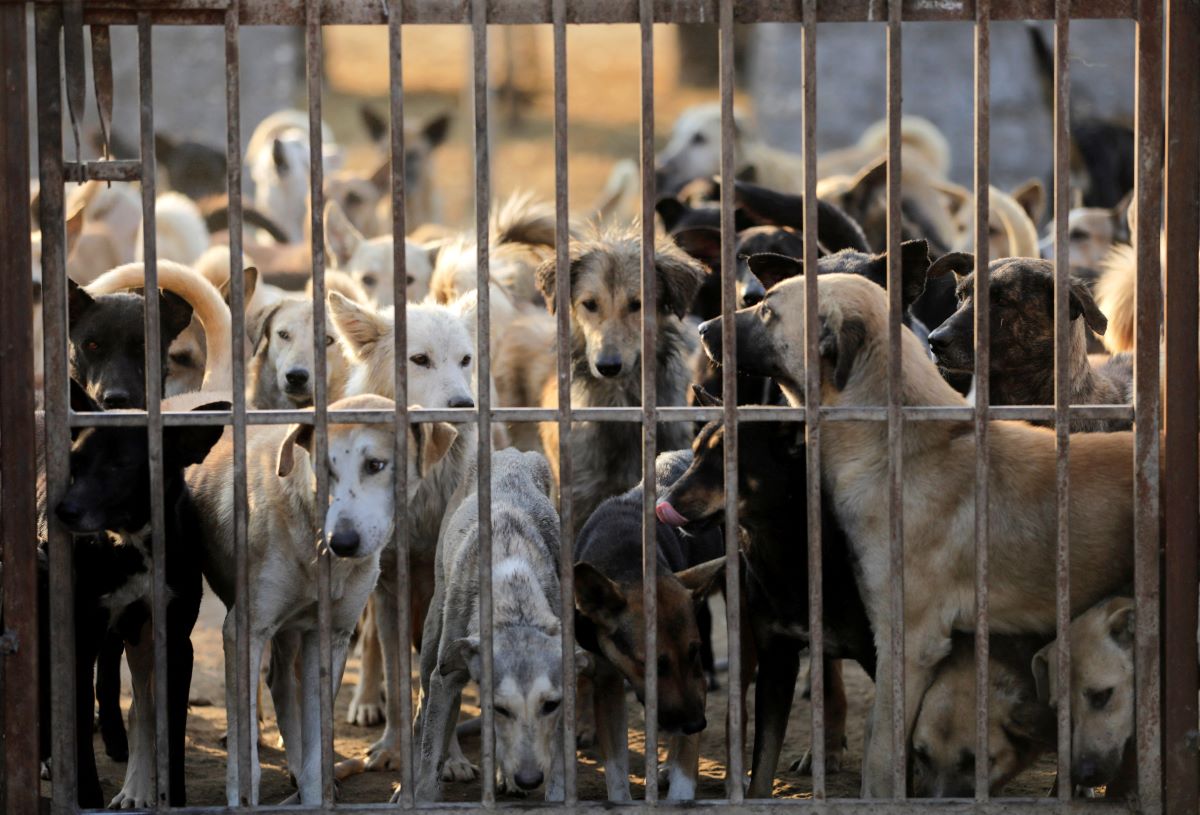 2023-01-23T120847Z_359597189_RC2SVY97U3PY_RTRMADP_3_EGYPT-ECONOMY-ANIMAL-SHELTERS.JPG