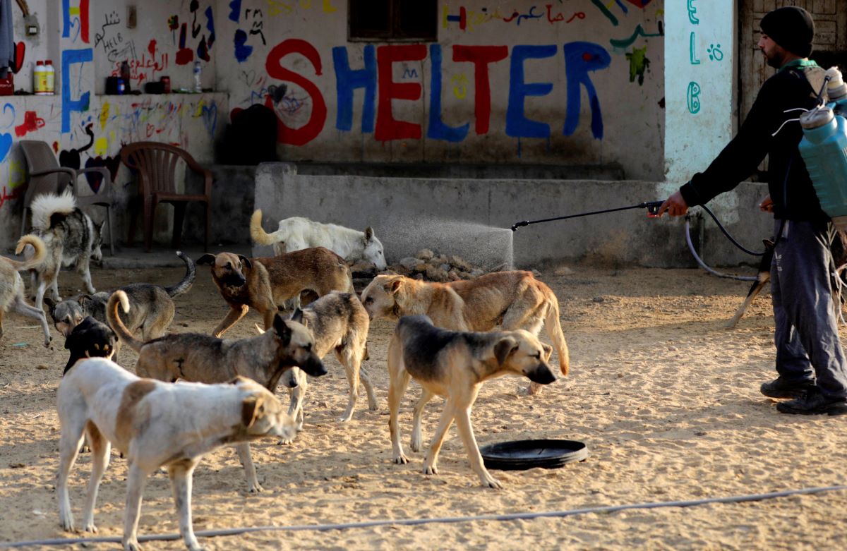 2023-01-23T121107Z_1463225924_RC2SVY9GSA5M_RTRMADP_3_EGYPT-ECONOMY-ANIMAL-SHELTERS.JPG