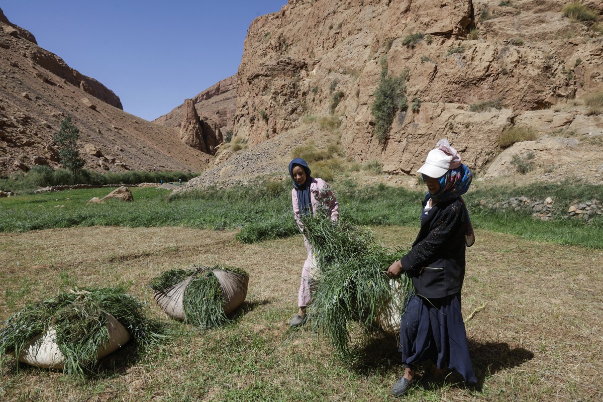 AFP__20250830__72WD63E__v3__HighRes__MoroccoAgricultureRuralWomenEconomy.jpg
