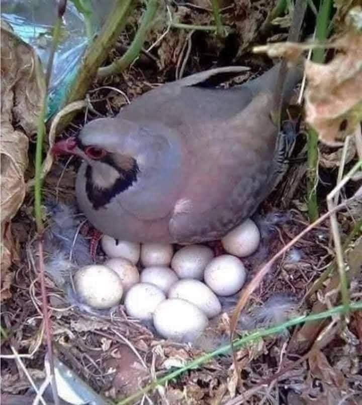 الصيد الجائر في ليبيا يقطع طريق هجرة الطيور