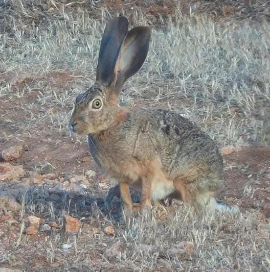 الصيد الجائر في ليبيا يقطع طريق هجرة الطيور