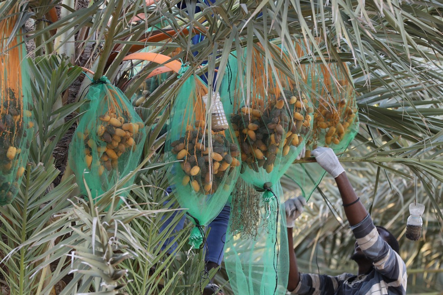 AFP__20241111__36HF8T7__v4__HighRes__LibyaAgricultureDates.jpg