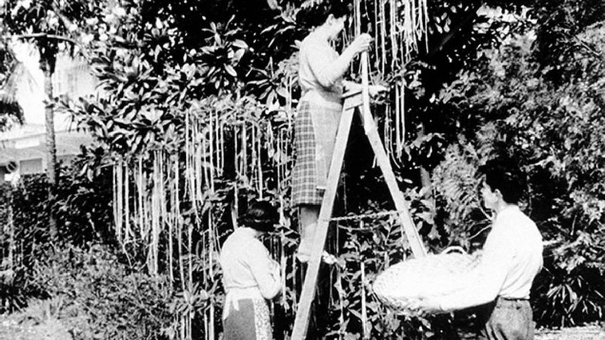 01_YT_Spaghetti_tree.jpg