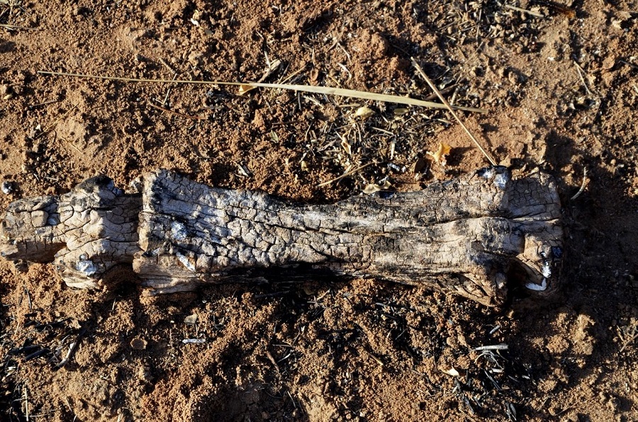 IMG-20260330-WA0029 (1).jpg