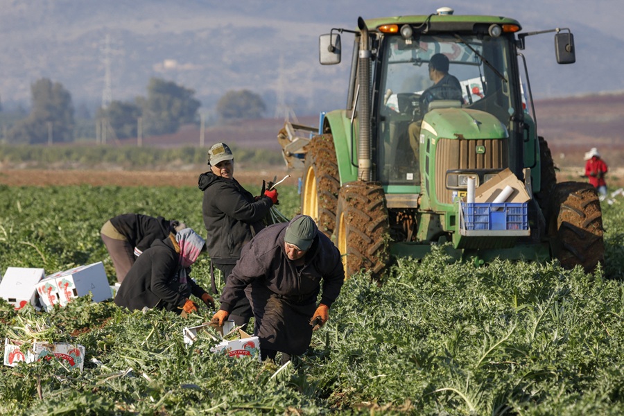 AFP__20250204__36X34CE__v1__HighRes__IsraelAgricultureHarvest.jpg