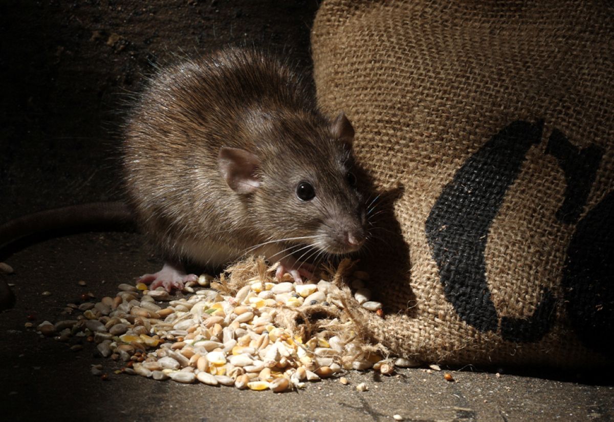 Norwegian rats.jpg