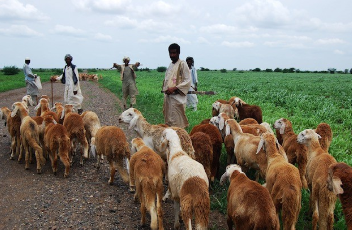 السودان وحلم إنقاذ فجوة الغذاء العالمية